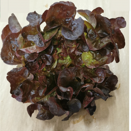 Salade Feuille de Chêne Rouge. 1 pièce