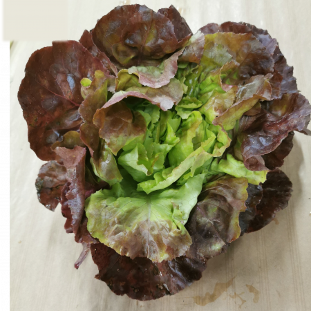 Salade Laitue Rouge. 1 pièce