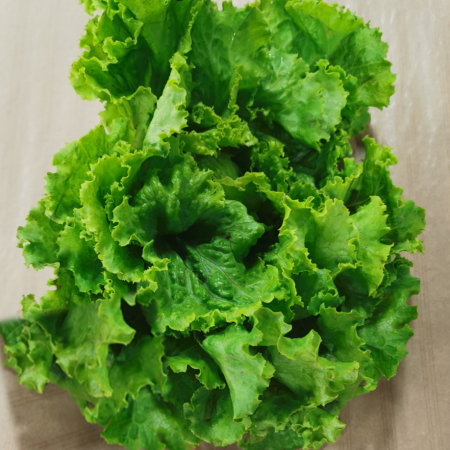 Salade Batavia. 1 pièce