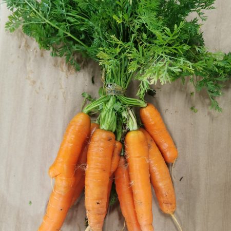 Carottes Botte