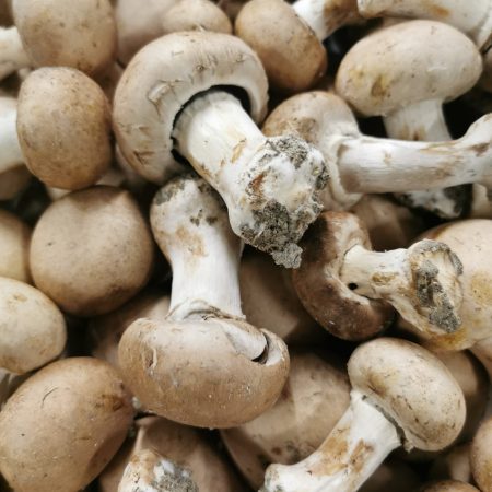 Champignons de Paris. 250gr