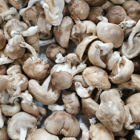 Champignons Shiitake. 250gr