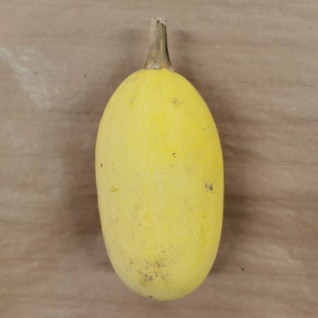 Courge Spaghetti. 1 pièce