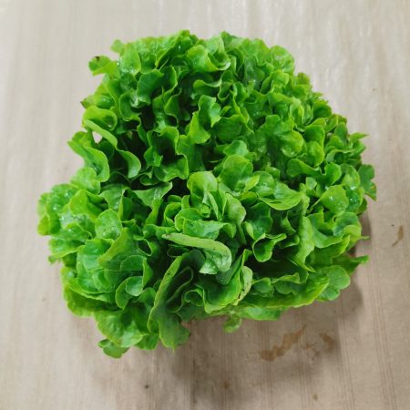 Salade Feuille de Chêne Verte. 1 pièce