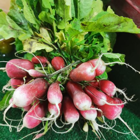 Botte de Radis