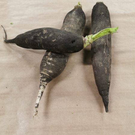 Radis Noir